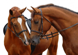 Ambulanta za konje