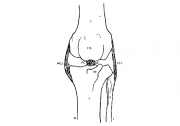 Poškodba kolenskih križnih vezi pri psih in mucah - najpogostejša poškodba v kolenskem sklepu