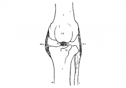 Poškodba kolenskih križnih vezi pri psih in mucah - najpogostejša poškodba v kolenskem sklepu